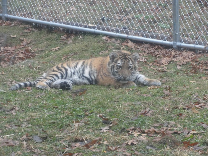 Tiger cub! From last fall